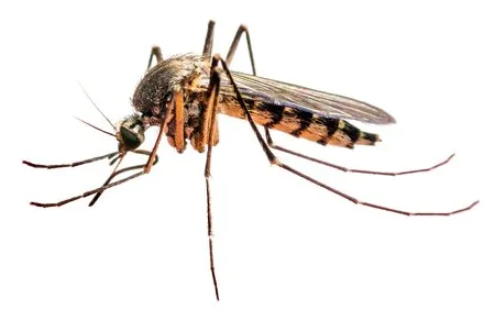 mosquitos-f934c480-ba3b559f-1920w