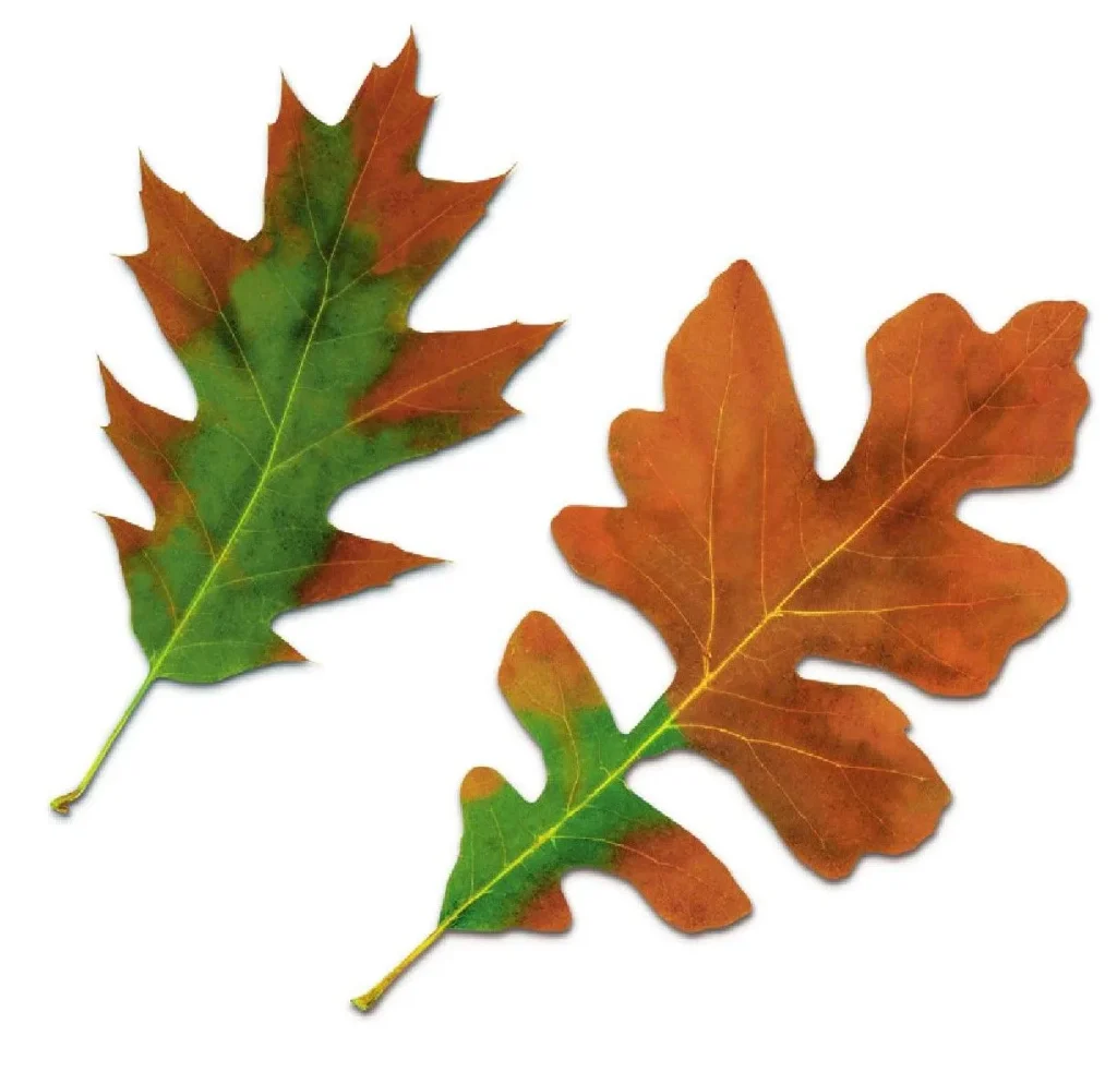 oak+wilt+leaf-1920w