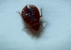 Bed+bug+Crown+point
