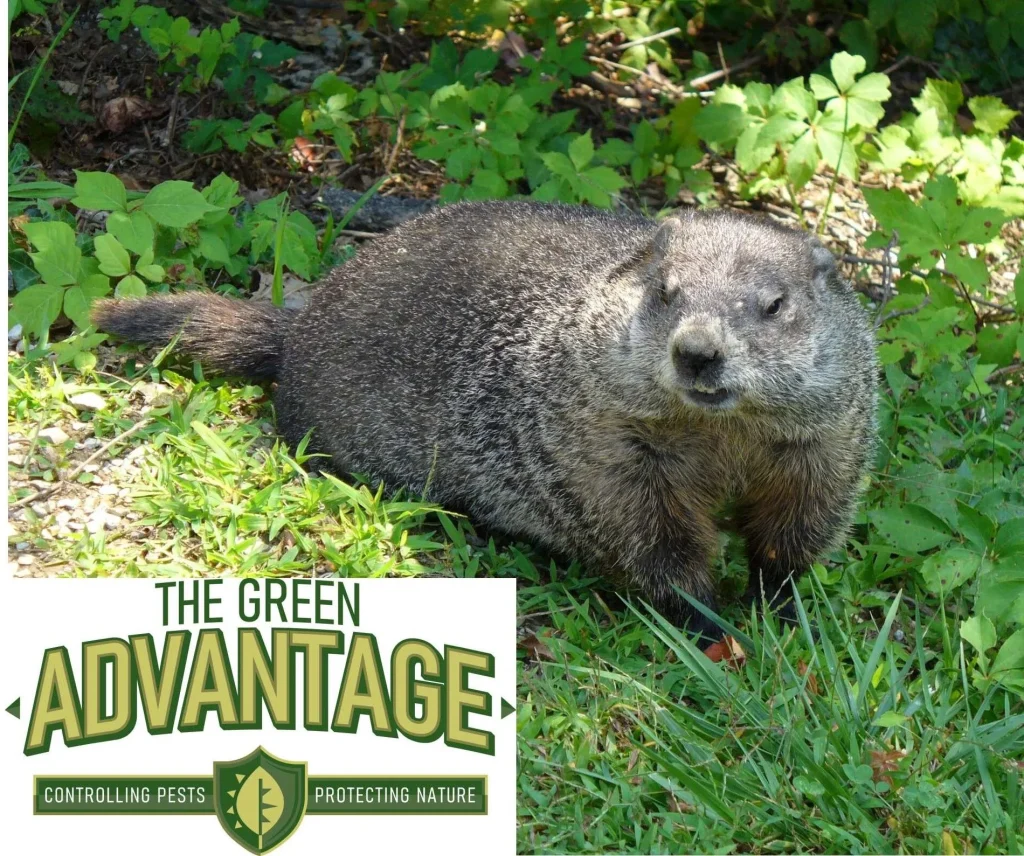 Wildlife Pest Control 
