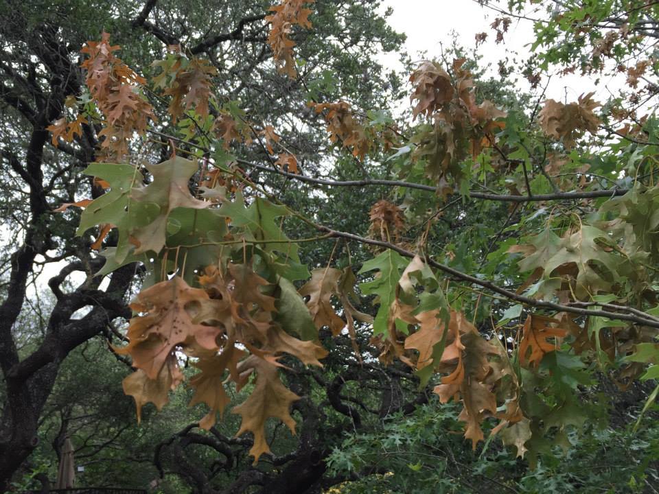 Oak+wilt-1920w