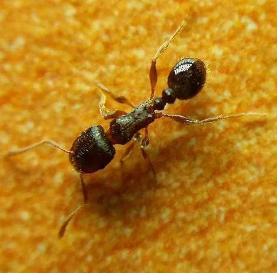 Ant Extermination Service