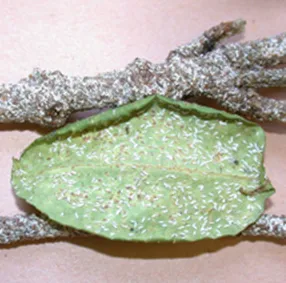 Euonymus_scale-1920w