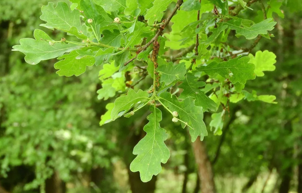 Arborist Expert