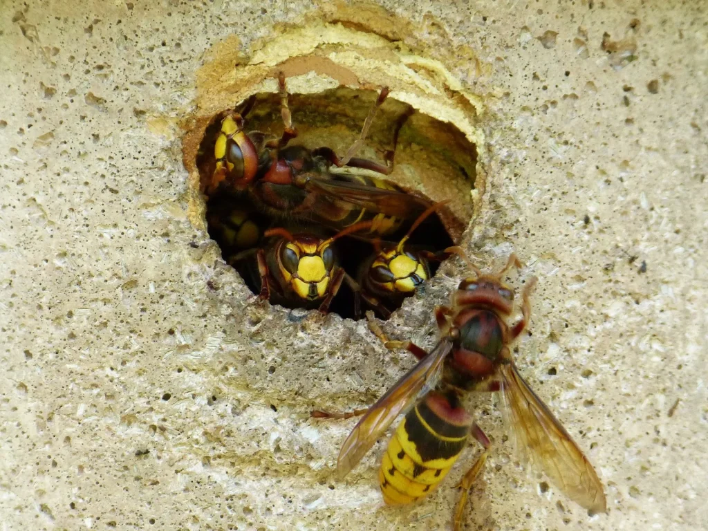 Wasp Nest Removal Expert