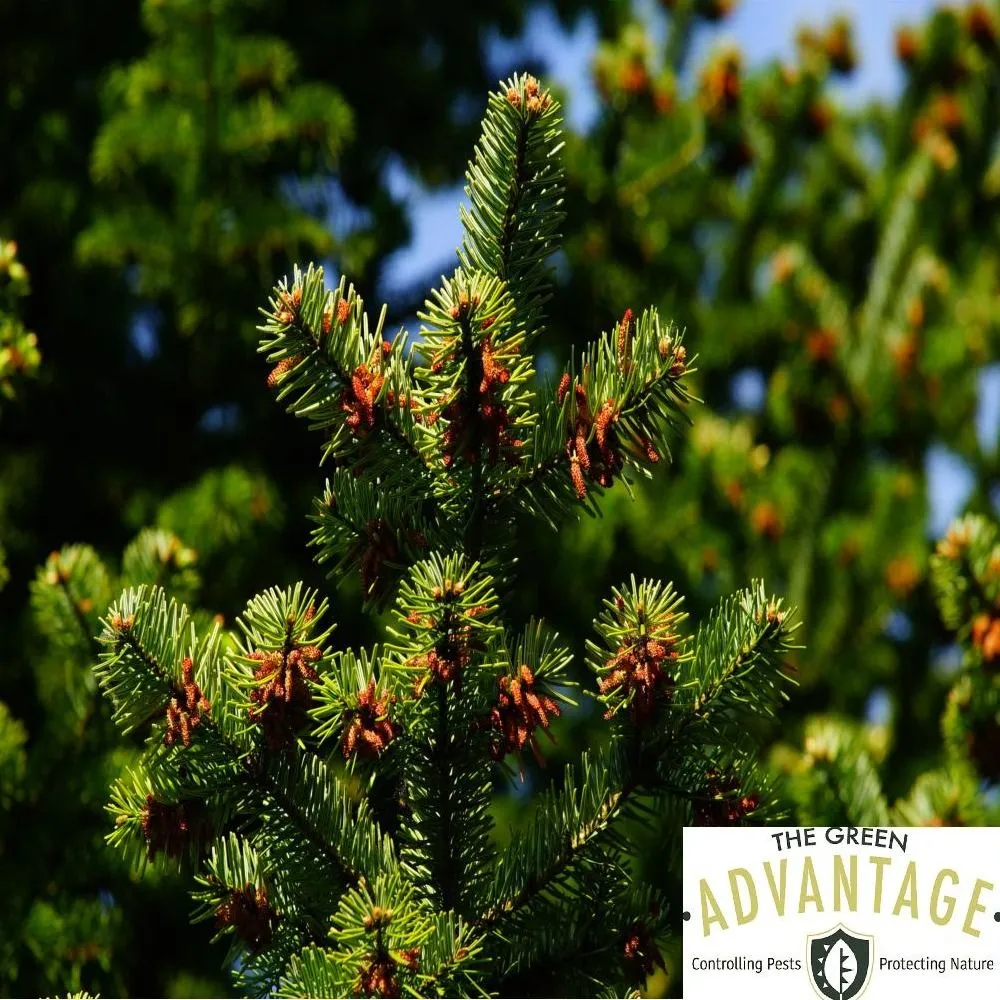 disease+spruce+evergreen+needlecast+lowell+cedar+lake+winfield+crown+point+lake+dale+dalecaria+st+john-1920w