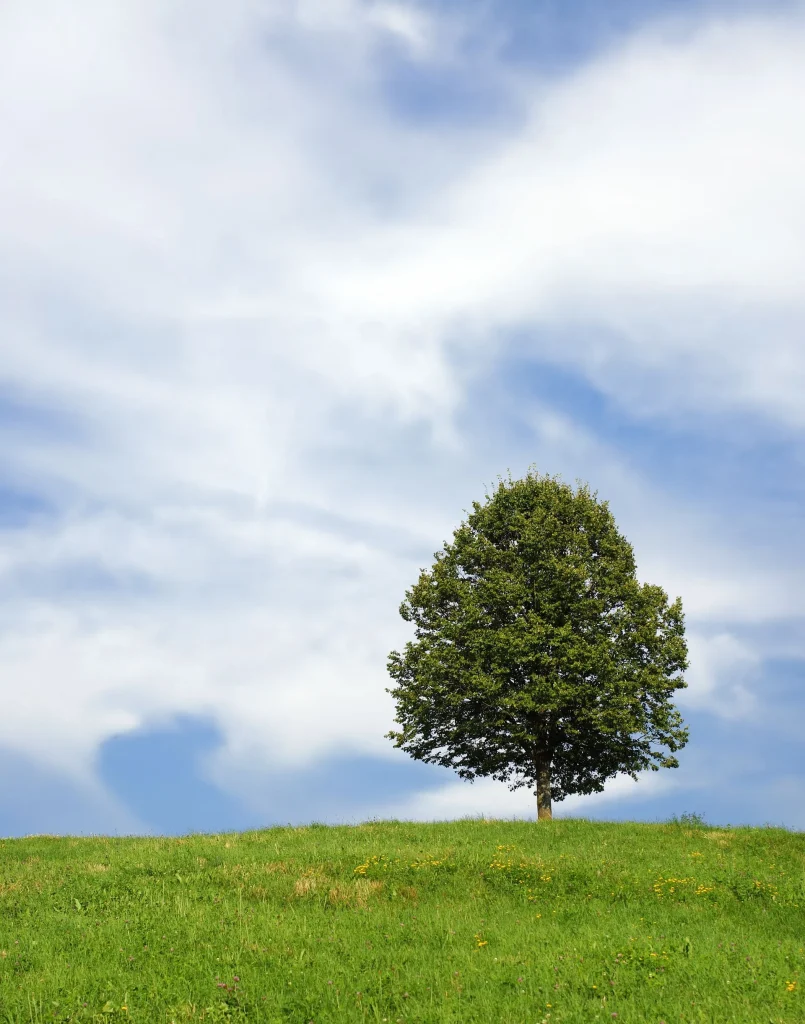 landscape-tree-nature-grass-horizon-cloud-1129968-pxhere.com-1920w