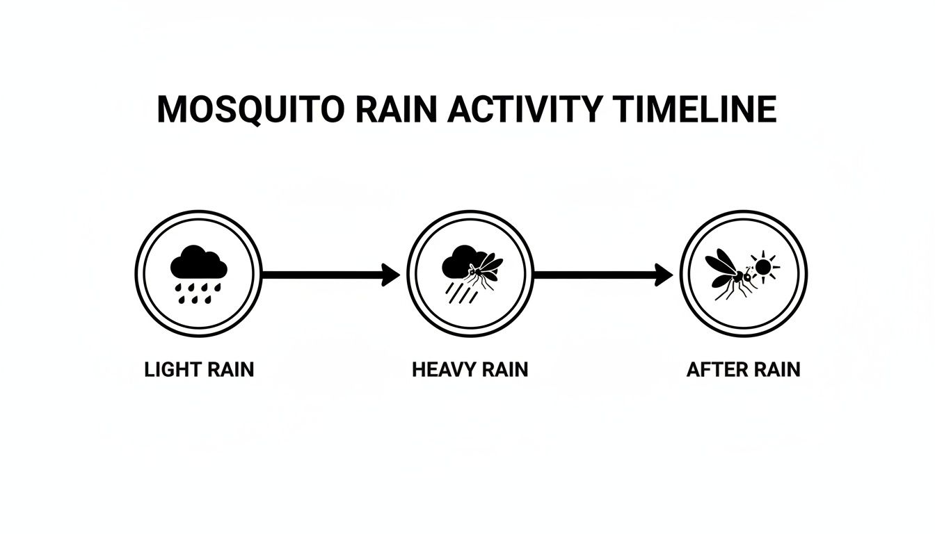 A timeline diagram showing mosquito activity during light rain, heavy rain, and after rain.