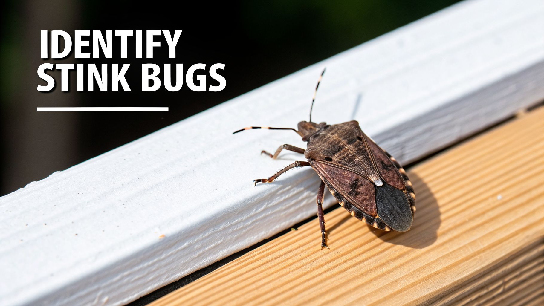 A brown stink bug with patterned wings on a white railing, text 'IDENTIFY STINK BUGS' shown.