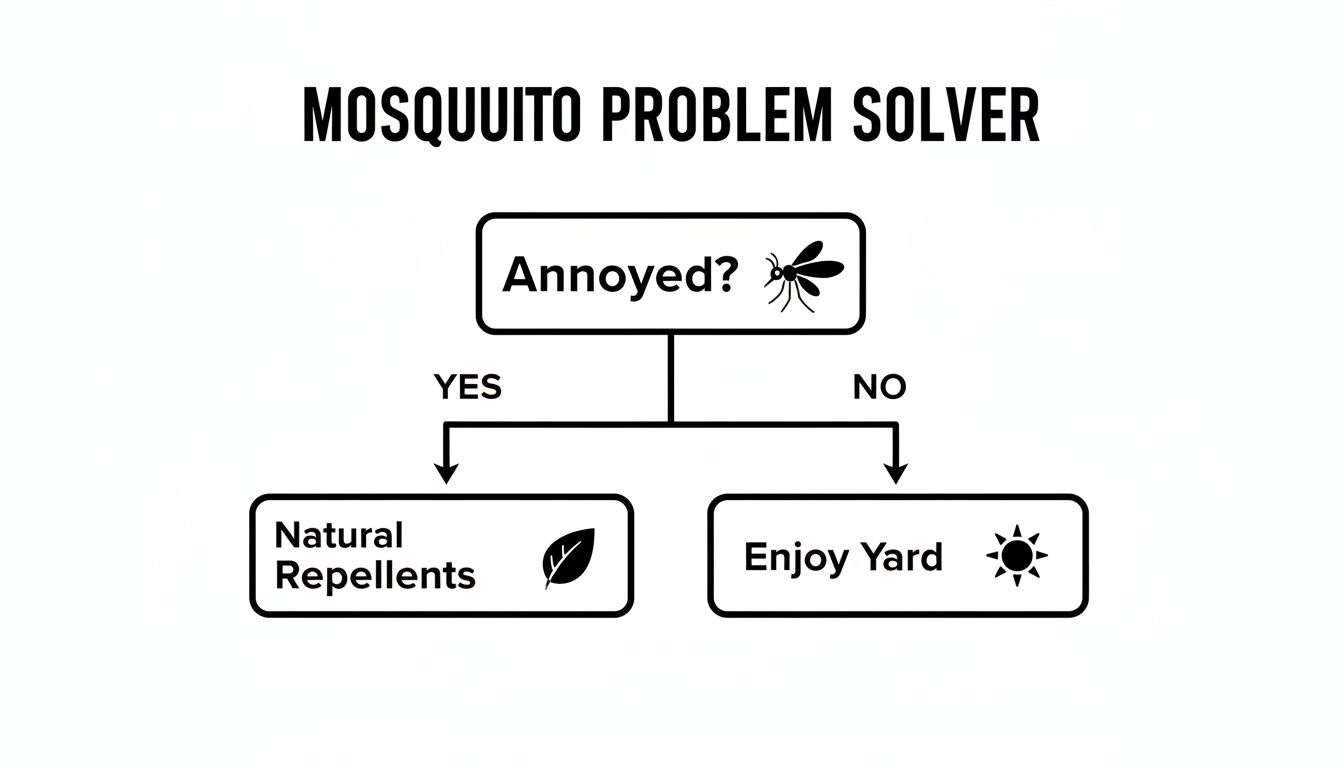 A flowchart for mosquito problems: if annoyed, use natural repellents; if not, enjoy the yard.
