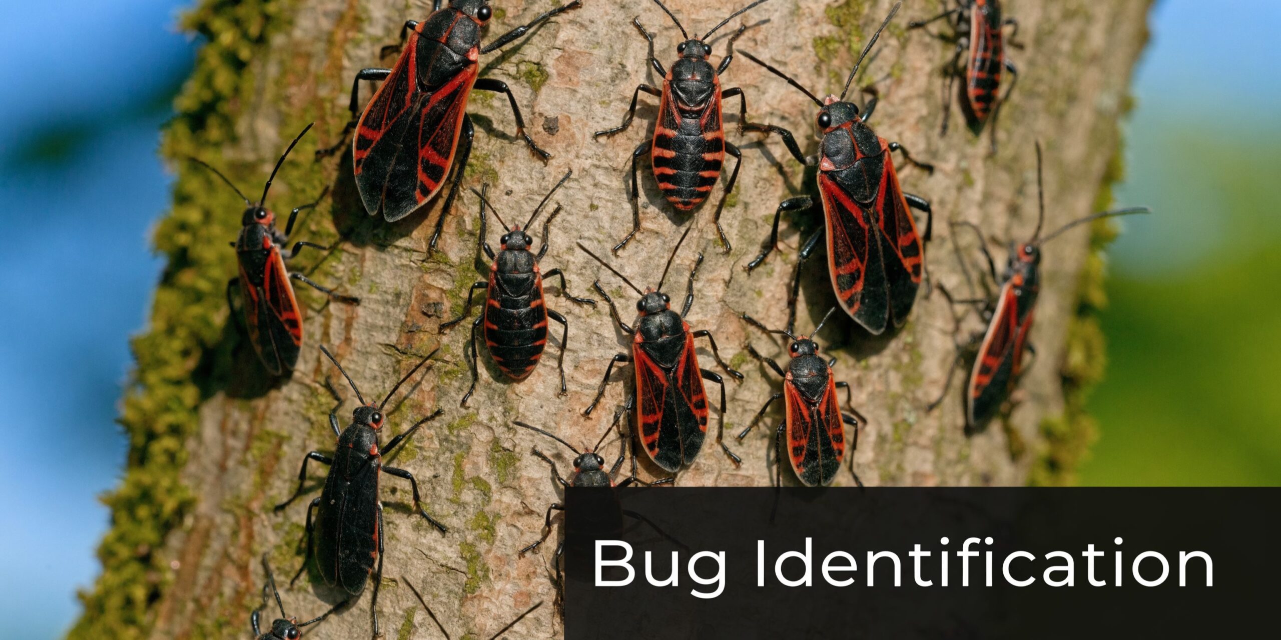 A close-up view of numerous red and black boxelder bugs crawling on the rough bark of a tree.