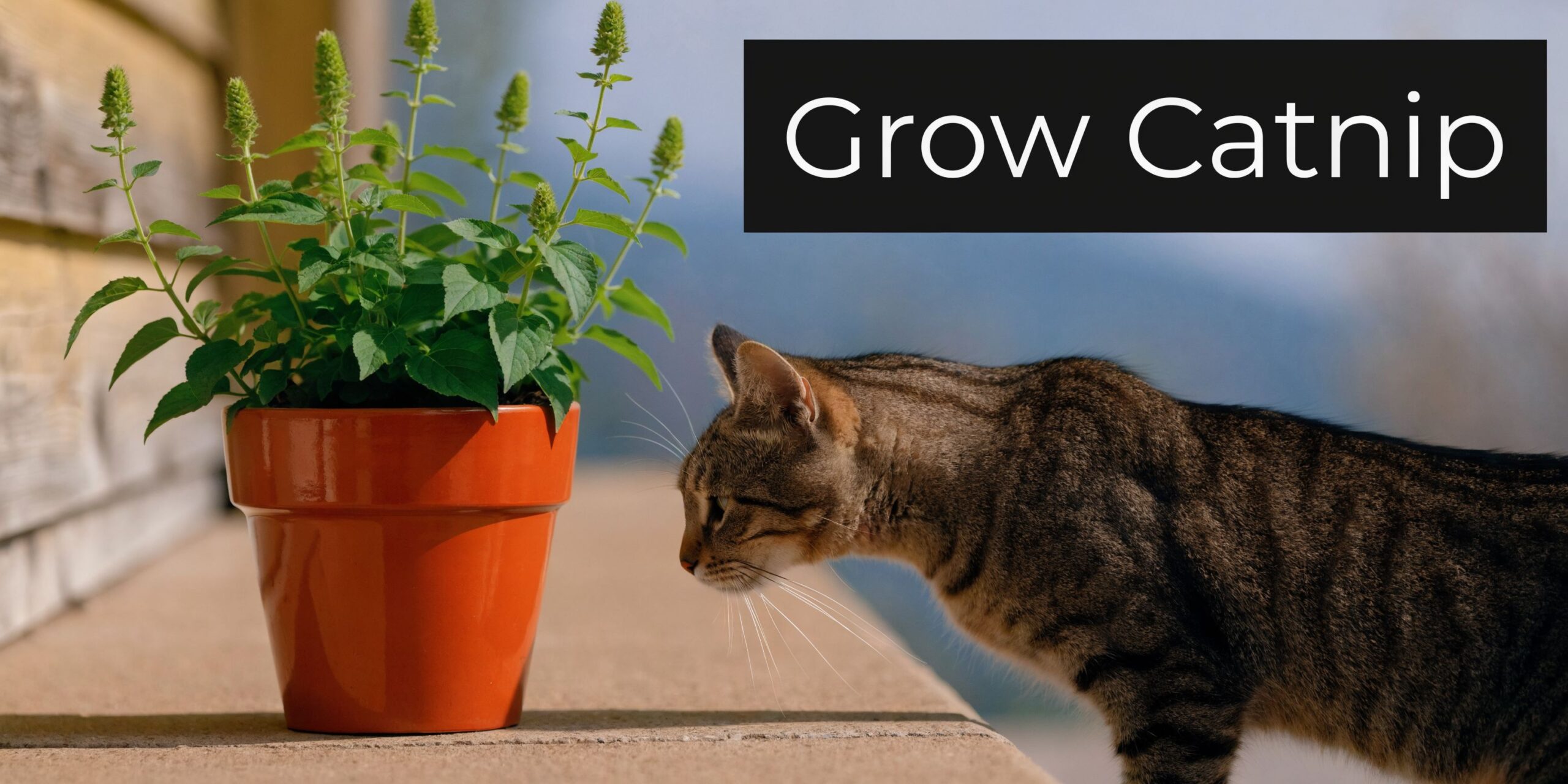 A tabby cat curiously sniffing a lush catnip plant growing in a vibrant orange terracotta flower pot.