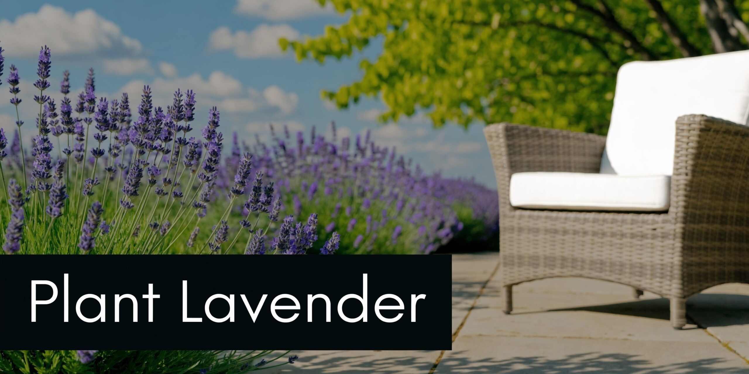 A comfortable wicker chair sits on a patio next to a field of blooming purple lavender plants.