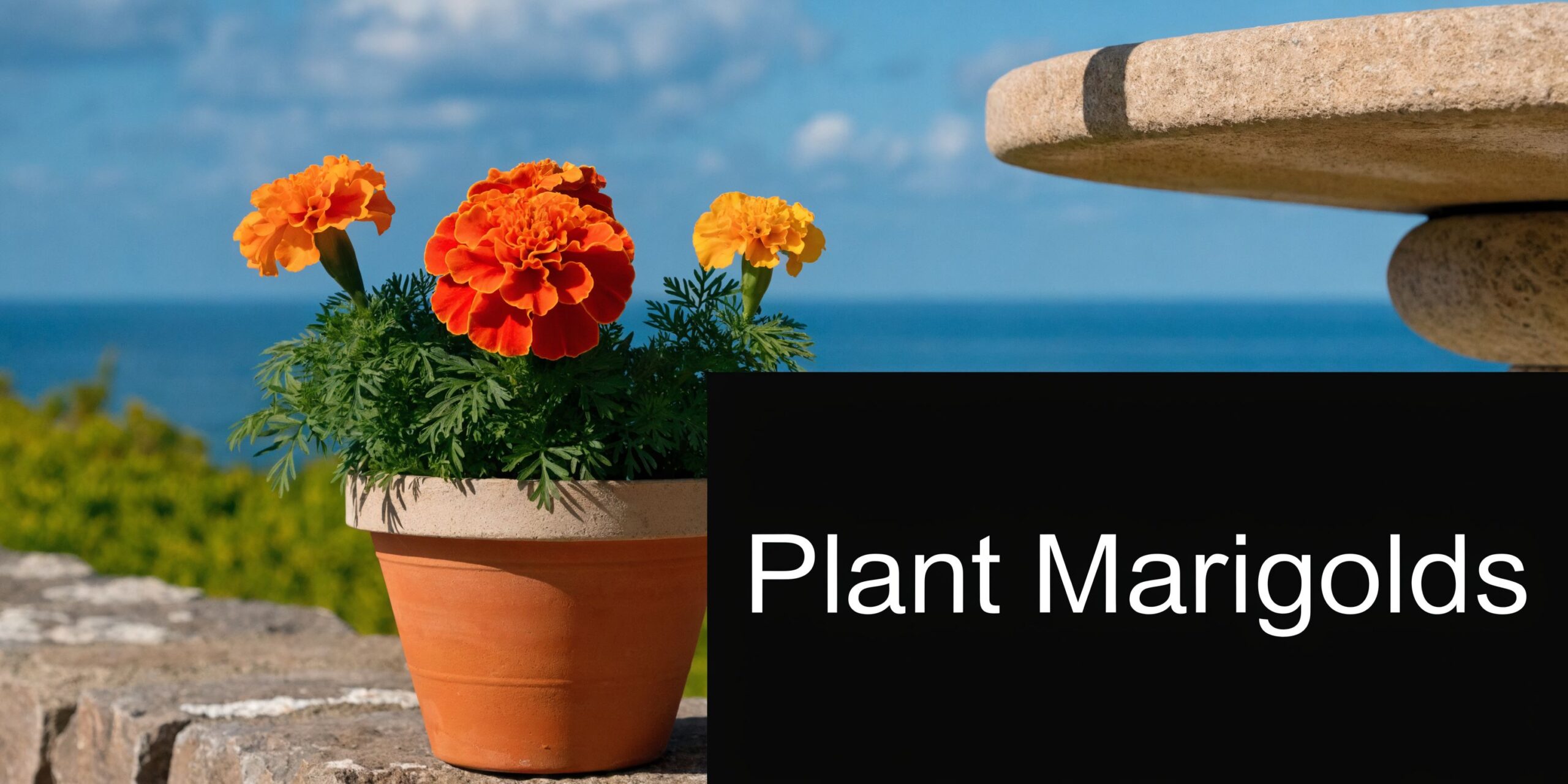 A vibrant potted marigold plant sitting on a stone ledge overlooking the sea, representing natural mosquito repellent.