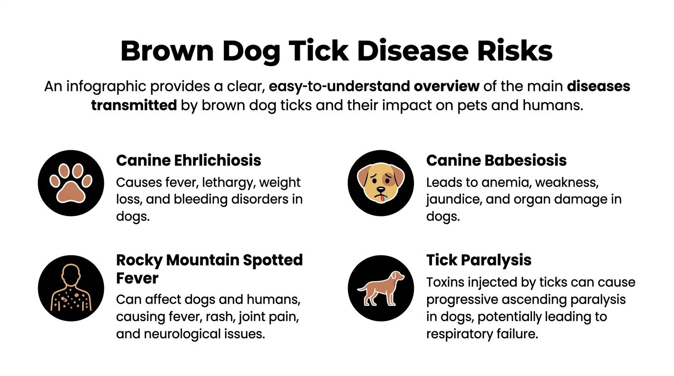 An infographic titled Brown Dog Tick Disease Risks outlining diseases like Ehrlichiosis, Babesiosis, and Rocky Mountain Spotted Fever.