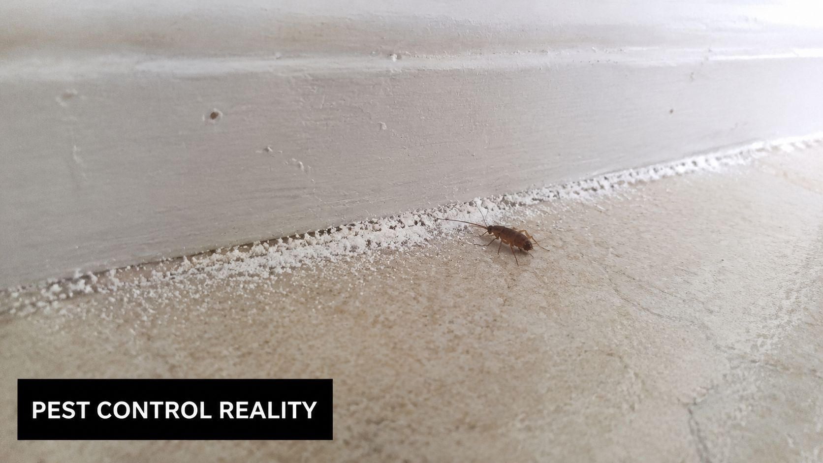 A brown cockroach walking near a white line of diatomaceous earth powder along a wall baseboard.