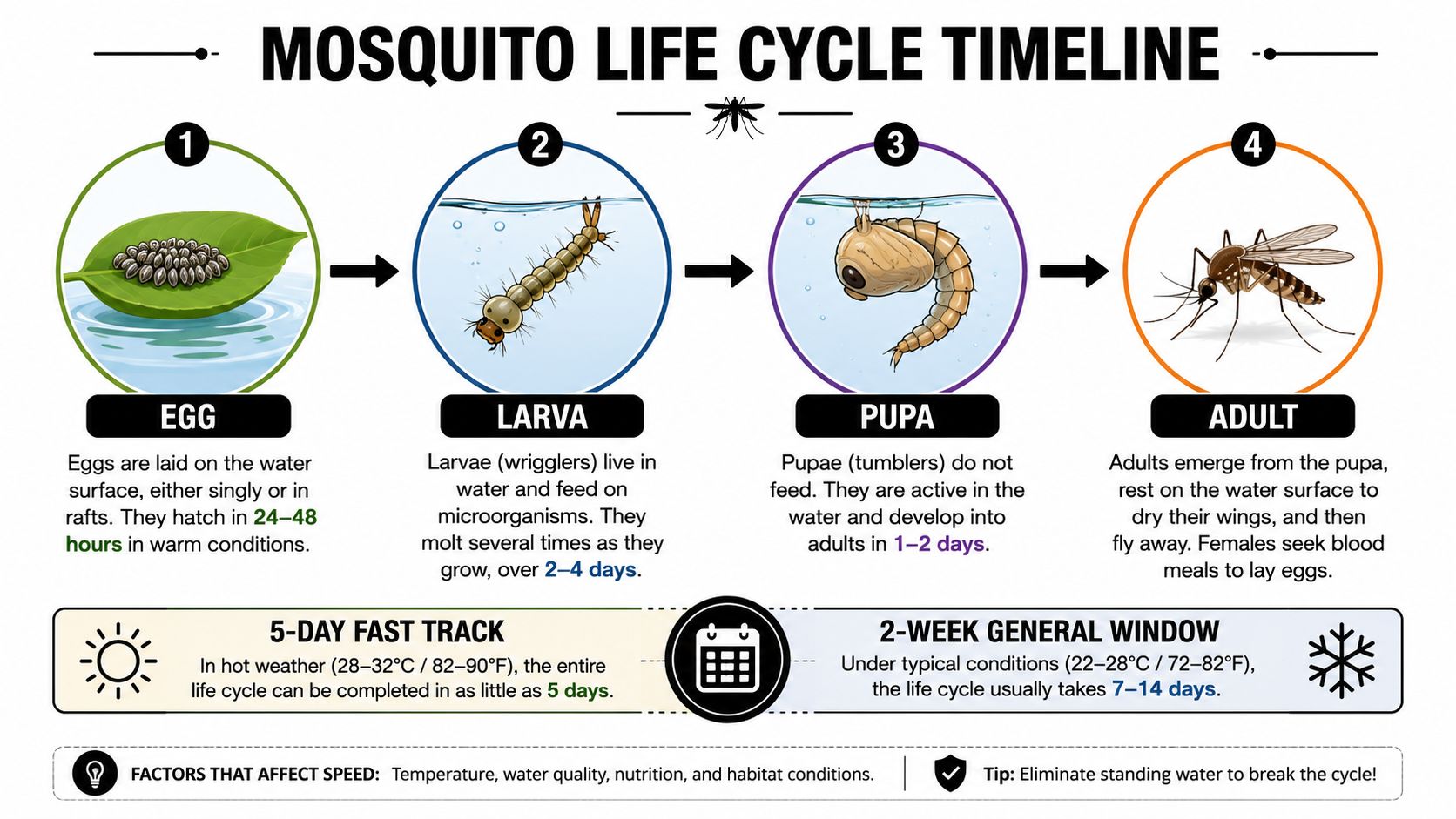 An educational infographic illustrating the four stages of the mosquito life cycle from egg to adult.