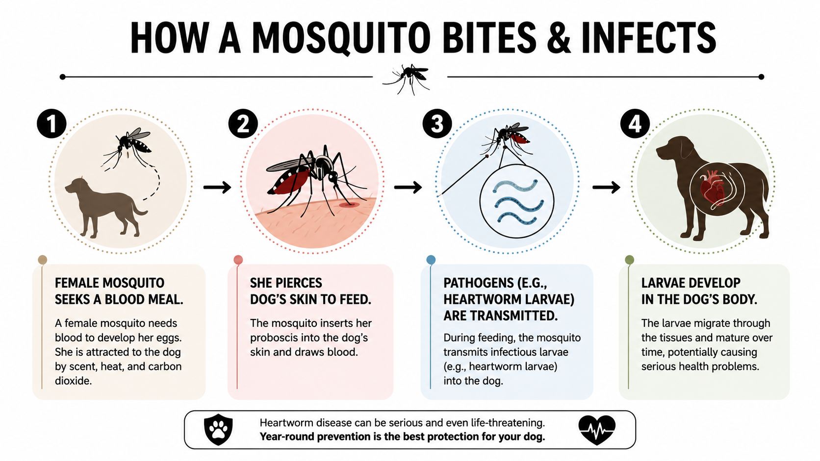An infographic illustrating how a mosquito bites a dog and transmits heartworm larvae into its body.