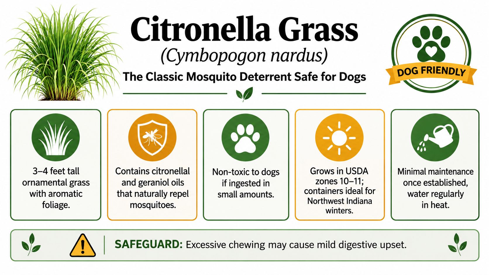 An infographic detailing the benefits and care instructions for Citronella Grass as a dog-friendly mosquito repellent.
