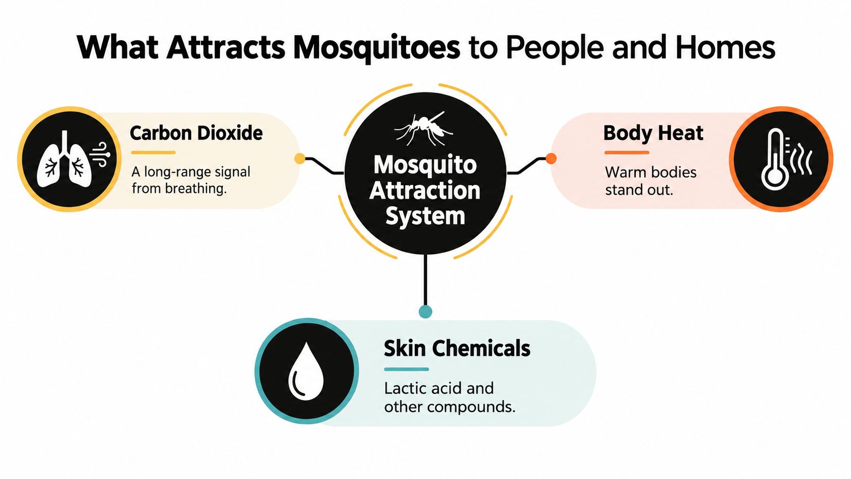 A diagram illustrating the three main factors that attract mosquitoes: carbon dioxide, body heat, and skin chemicals.